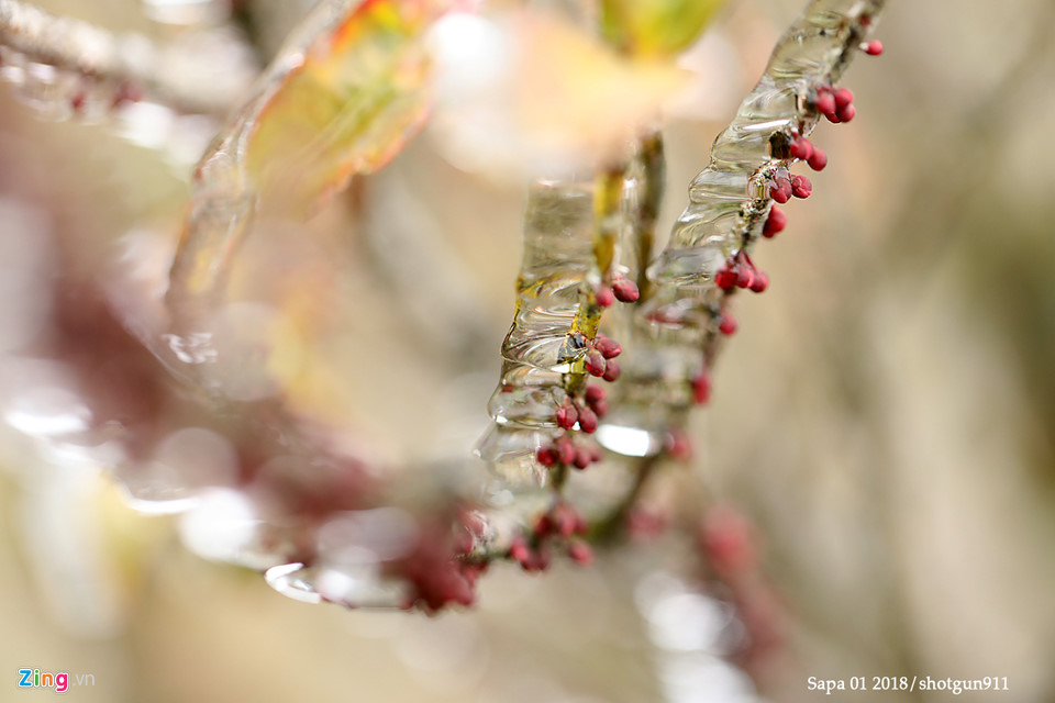 Hình ảnh macro tuyệt đẹp về băng giá Sa Pa